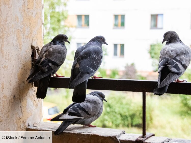 Balcon, toit, jardin… Comment éloigner les pigeons ? : Femme Actuelle Le MAG