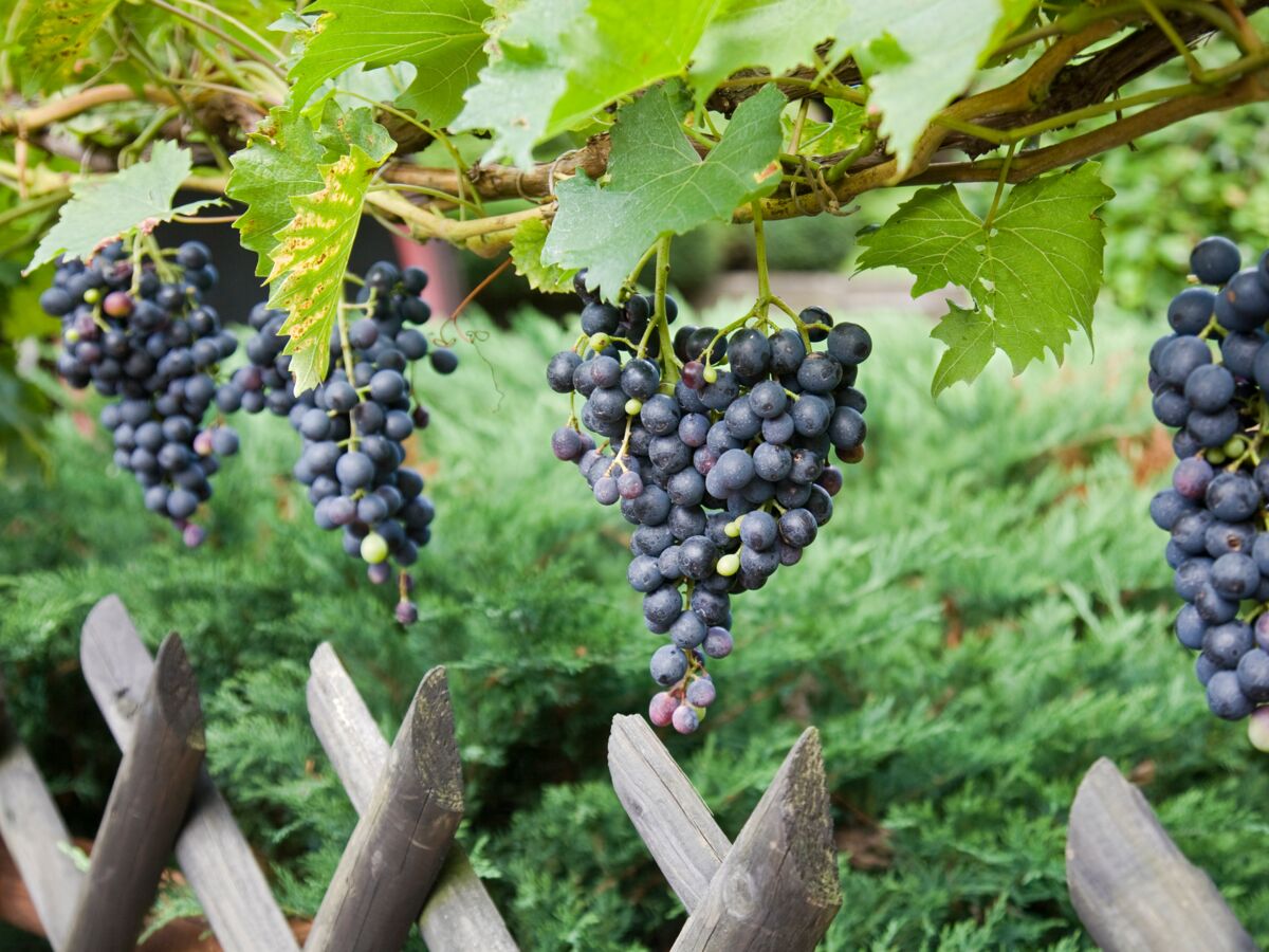 Pied De Vigne En 3 Lettres Planter une vigne dans son jardin : 5 choses à savoir : Femme Actuelle Le  MAG