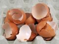 7 usages surprenants de la coquille d’œuf