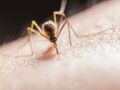 Zika, dengue, fièvre jaune : la solution efficace contre les moustiques qui propagent ces maladies