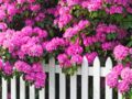 Où planter un rhododendron pour avoir de belles fleurs ?