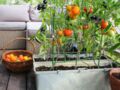 Cultiver des légumes sur son balcon : les bons réflexes