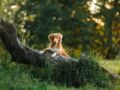 Pourquoi il faut mettre des poils de chien au pied des arbres