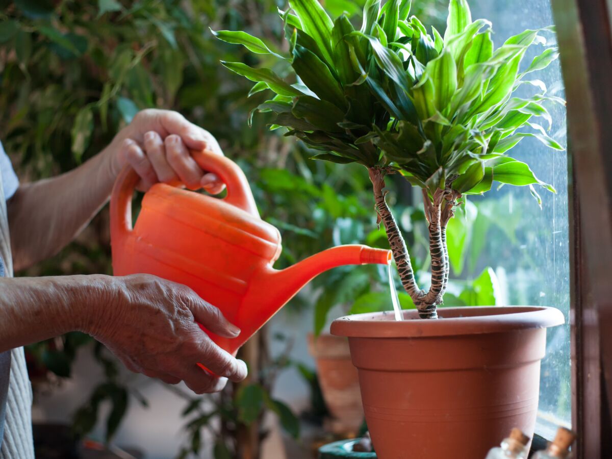 Comment savoir si les plantes sont trop ou trop peu arrosées ? 