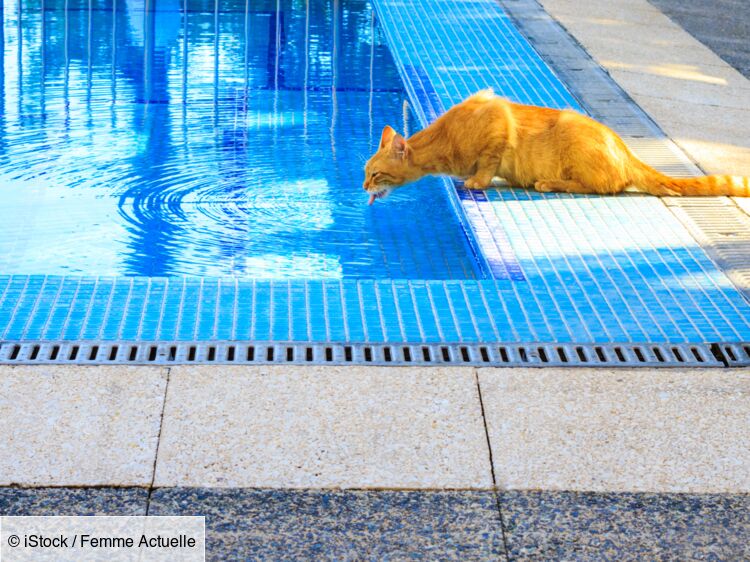 Mon chat boit l'eau de la piscine et des plantes, c'est grave ?