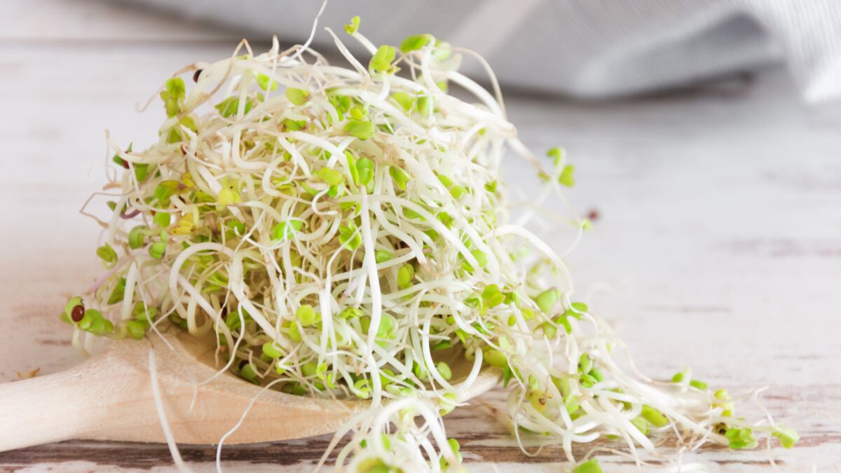 Salade aux graines germées facile et rapide : découvrez les