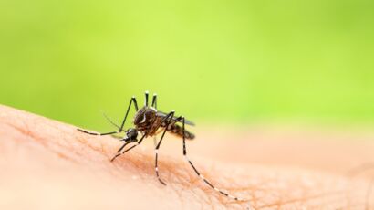 Moustique : anti-moustique, piège, soulager une piqûre