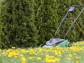 5 bonnes raisons d’éviter de tondre sa pelouse au mois de mai