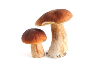 Savez-vous reconnaître ces champignons comestibles ?