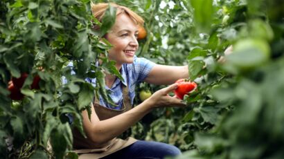 Dix conseils pour faire pousser des tomates dans son jardin - Edition du  soir Ouest-France - 03/06/2022