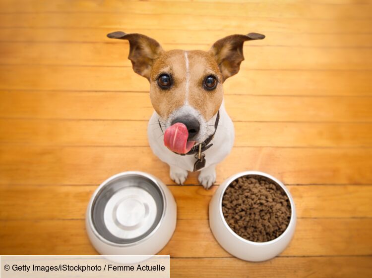 Pourquoi il vaut mieux nourrir son chien qu’une fois par jour
