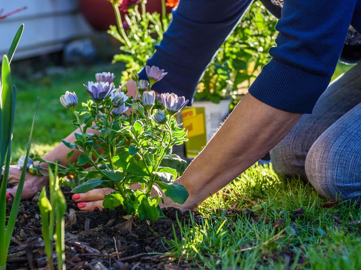 Nos conseils pour réussir le paillage de votre jardin : Femme Actuelle Le  MAG