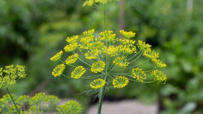 Le houblon : à quoi sert-il ? - Promesse de Fleurs