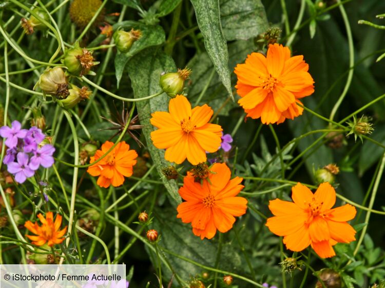 Où planter des cosmos ? : Femme Actuelle Le MAG