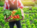 Potager : 5 légumes à planter en été