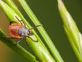 Maladie de Lyme : les régions de France où les tiques sont les plus présentes