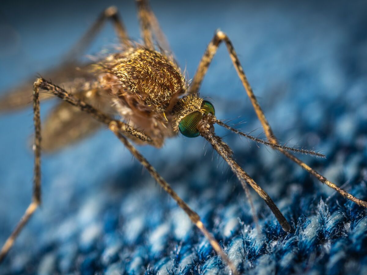 Le virus du Nil occidental : pourquoi faut-il encore plus se méfier des piqûres de moustiques ?