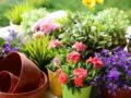 5 plantes pour avoir un jardin parfumé en été
