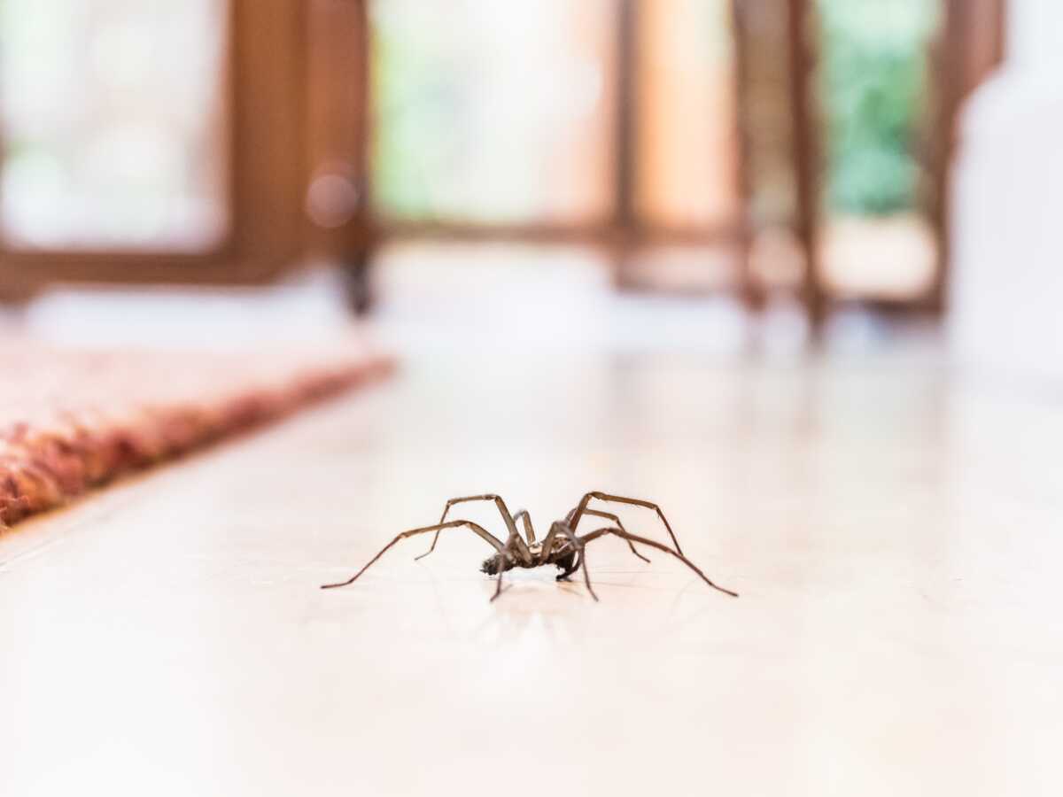 5 odeurs qui éloignent les araignées de la maison