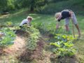  Créer un potager en permaculture : tous nos conseils pour se lancer