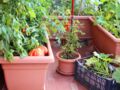 Comment cultiver ses fruits et légumes en pots ?