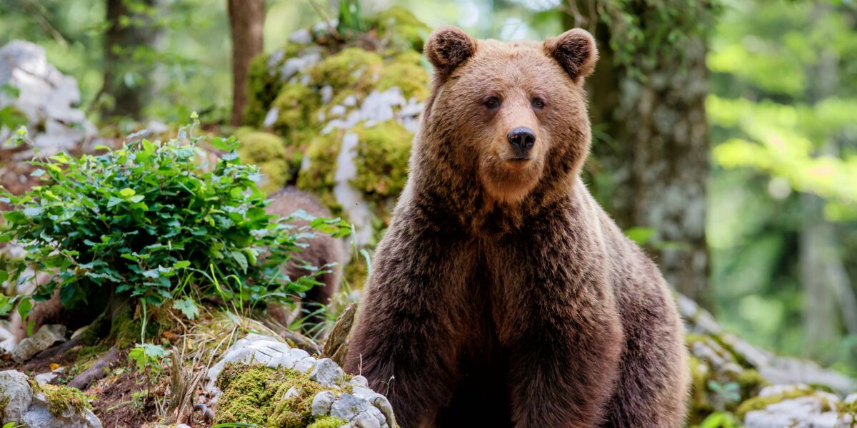 4 infos insolites sur l'ours : Femme Actuelle Le MAG