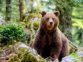 4 infos insolites sur l'ours