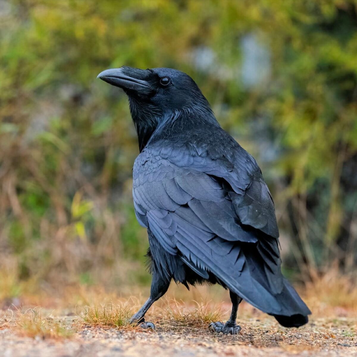 Le corbeau, quel drôle d'oiseau ! : Femme Actuelle Le MAG