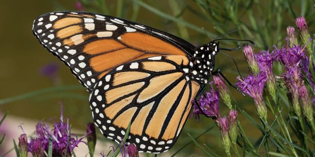 Tout savoir sur la migration du papillon monarque