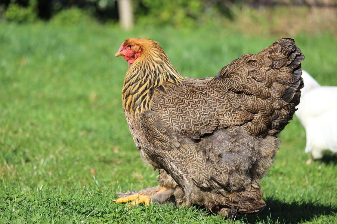 La Brahma, la Faverolles, la Padoue... tout savoir sur ces poules d
