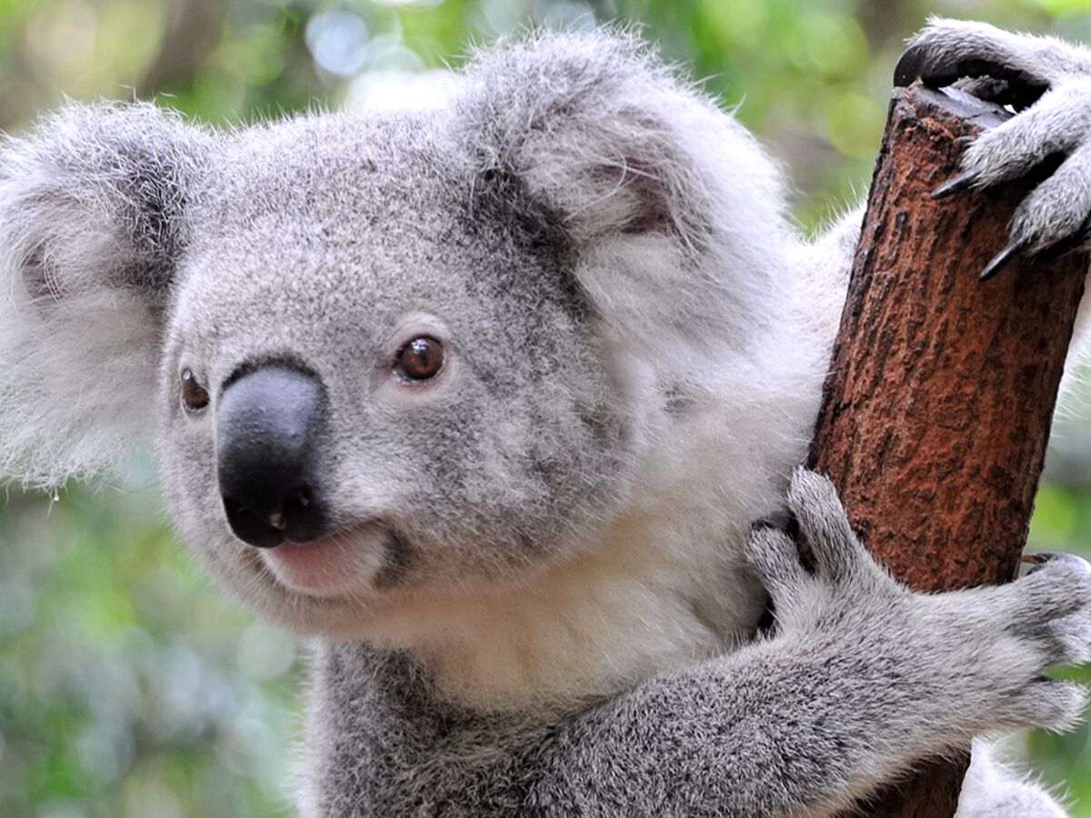 Tout ce qu'il faut savoir sur le koala, emblème de l'Australie : Femme  Actuelle Le MAG
