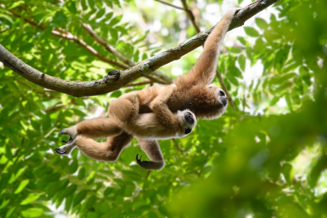 Singe Aux Longs Bras En 5 Lettres Tout savoir sur le gibbon lar : Femme Actuelle Le MAG