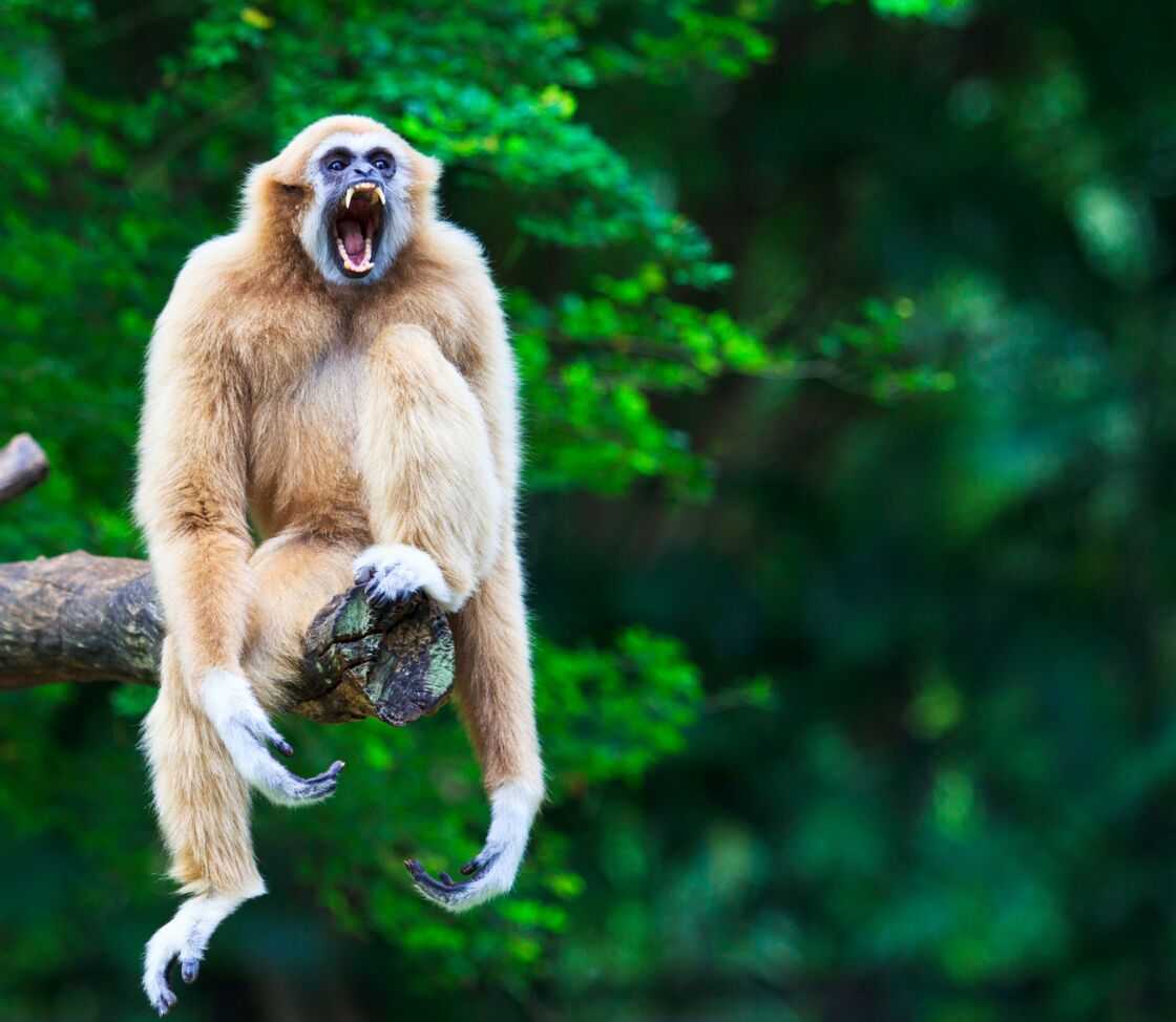 Singe Aux Longs Bras En 5 Lettres Tout savoir sur le gibbon lar : Femme Actuelle Le MAG