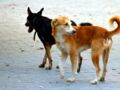 Mort d’une touriste française mordue par des chiens errants, une enquête est ouverte