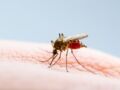 Moustique tigre : faut-il craindre une épidémie de dengue en France ? 
