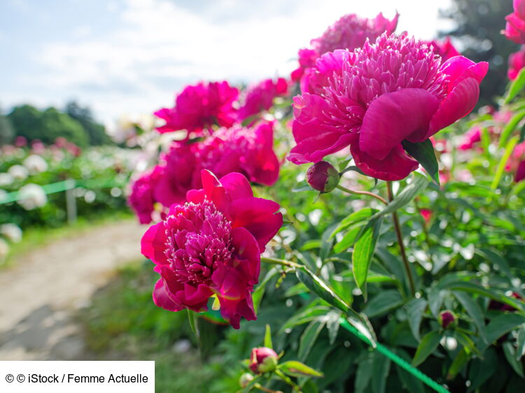 Où et quand planter des pivoines ? Femme Actuelle Le MAG — free download