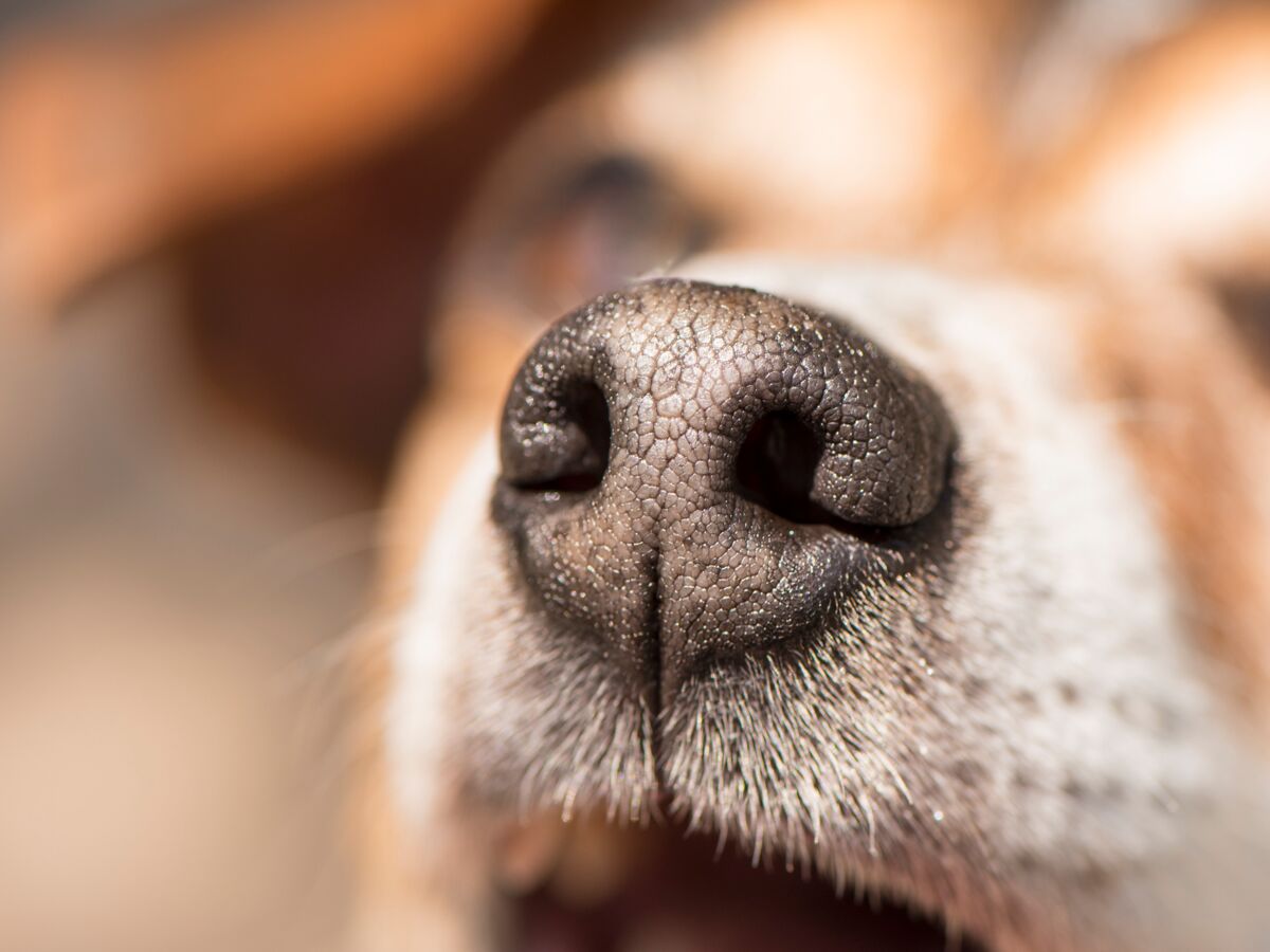 Les chiens ressentent notre stress grâce à notre transpiration !