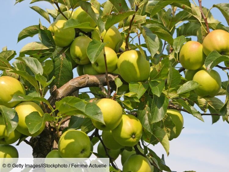 Accueil - Pomme du Limousin