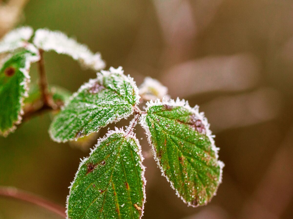 Voile d'hivernage : protection pour plantes en pot et semis