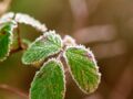 Quelles plantes doit-on protéger d'un voile d’hivernage ? 