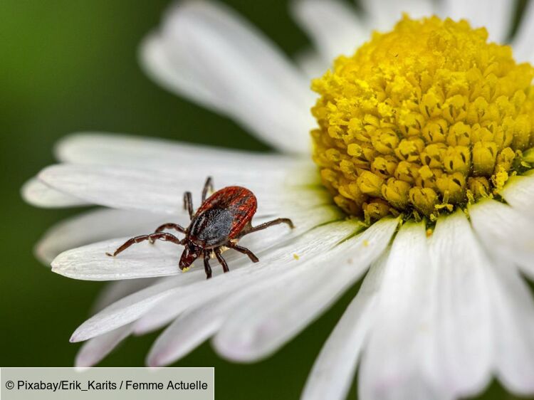 Maladie De Lyme Actus Articles Et Dossiers Sur Maladie De Lyme Femme Actuelle Le Mag