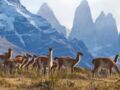 Tout savoir sur le guanaco, le lama sauvage d'Amérique du Sud