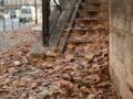 Que deviennent les 4500 tonnes de feuilles mortes ramassées à Paris chaque année ?