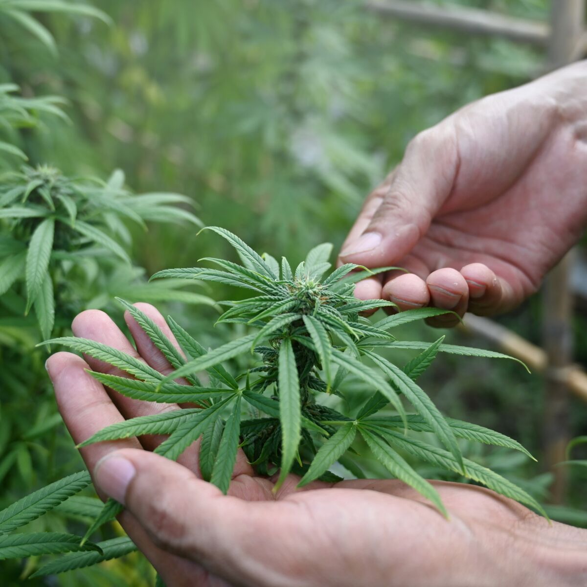 Le « cannabisme passif » enfume les cœurs - A la une - Destination Santé