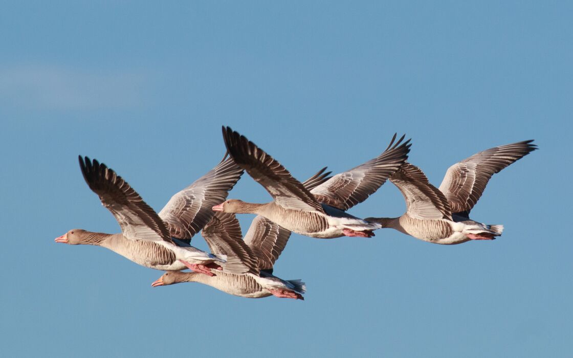 L'incroyable Voyage Des Oiseaux Migrateurs : Femme Actuelle Le MAG