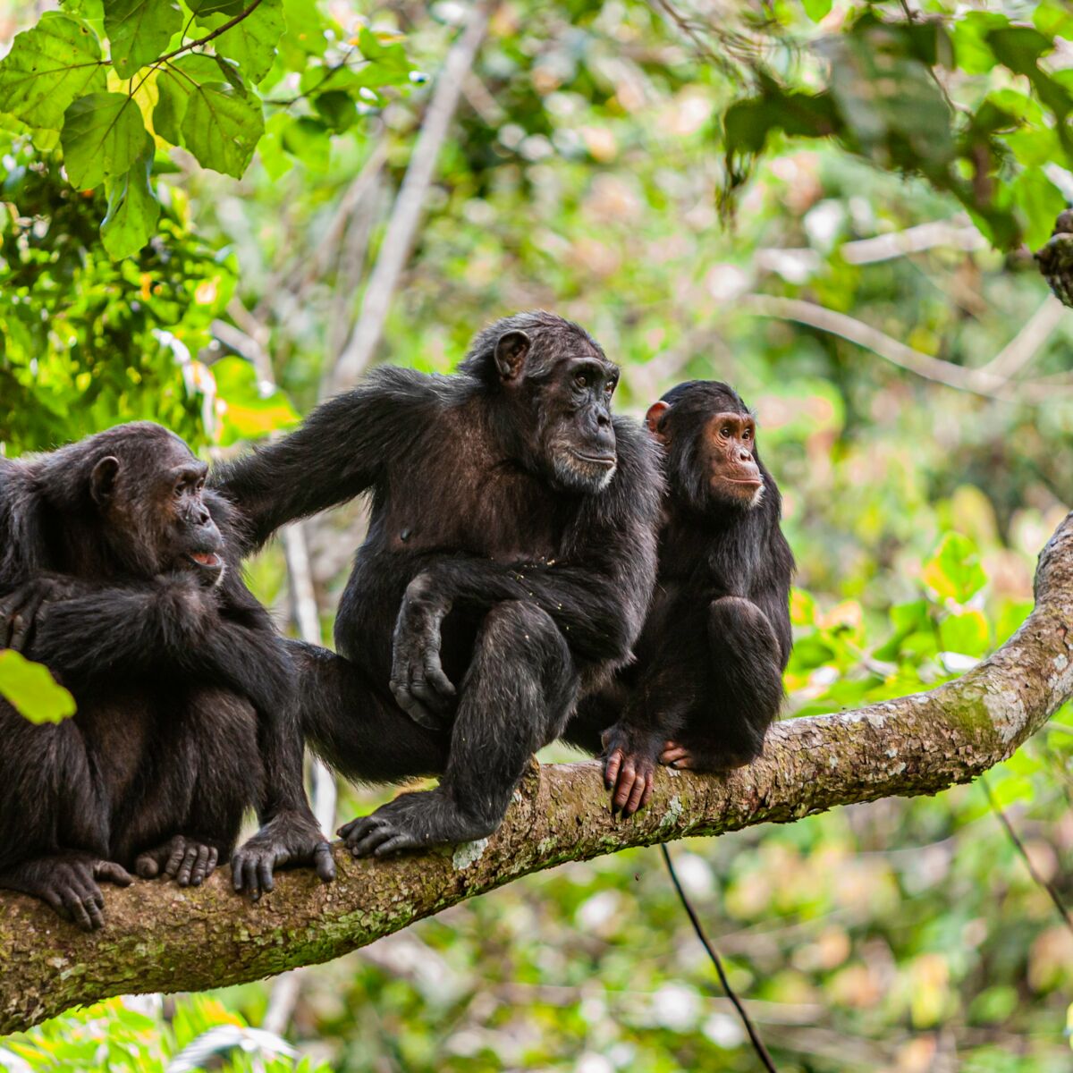 Le chimpanzé, un grand singe en danger