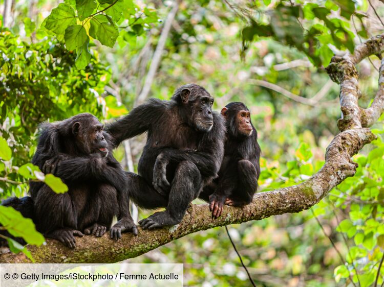 Le chimpanzé, le singe le plus proche de l'homme