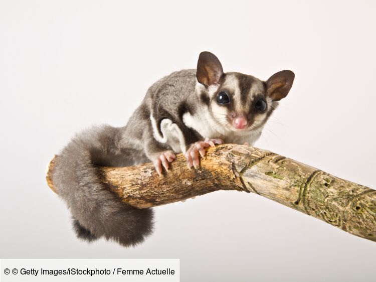 Le phalanger volant : où voir ce marsupial nocturne en France ?