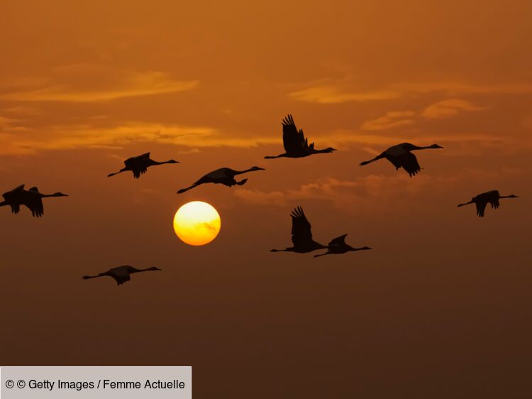 Automne : le retour des oiseaux migrateurs