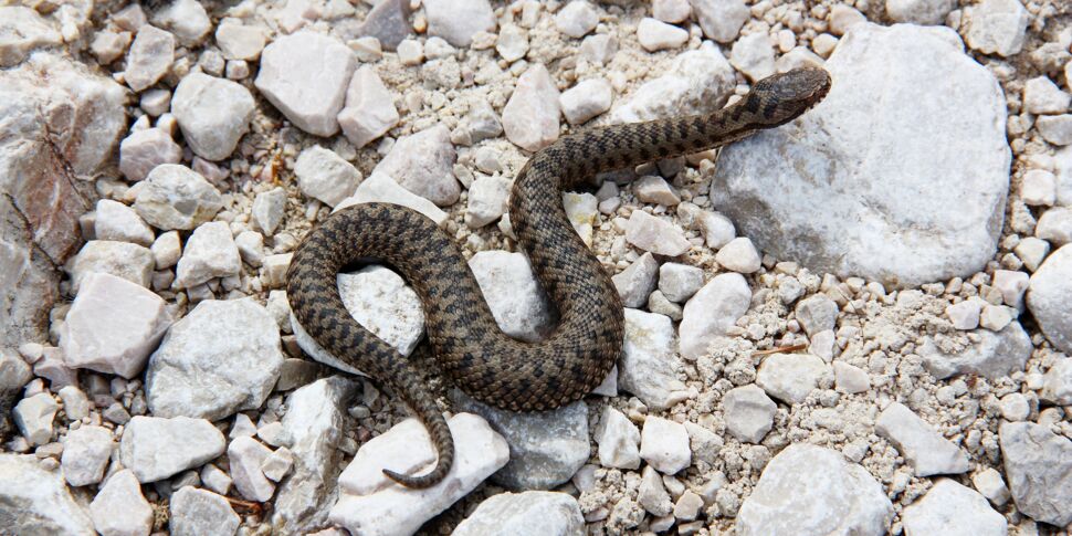 Comment réagir en cas de morsure de serpent? - Charente Libre.fr